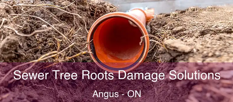  Sewer Tree Roots Damage Solutions Angus - ON